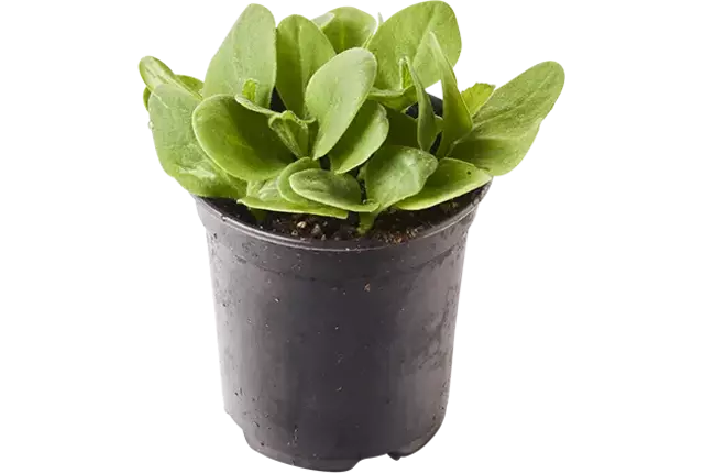 BIO Komkommerkruid in pot doos 2st
